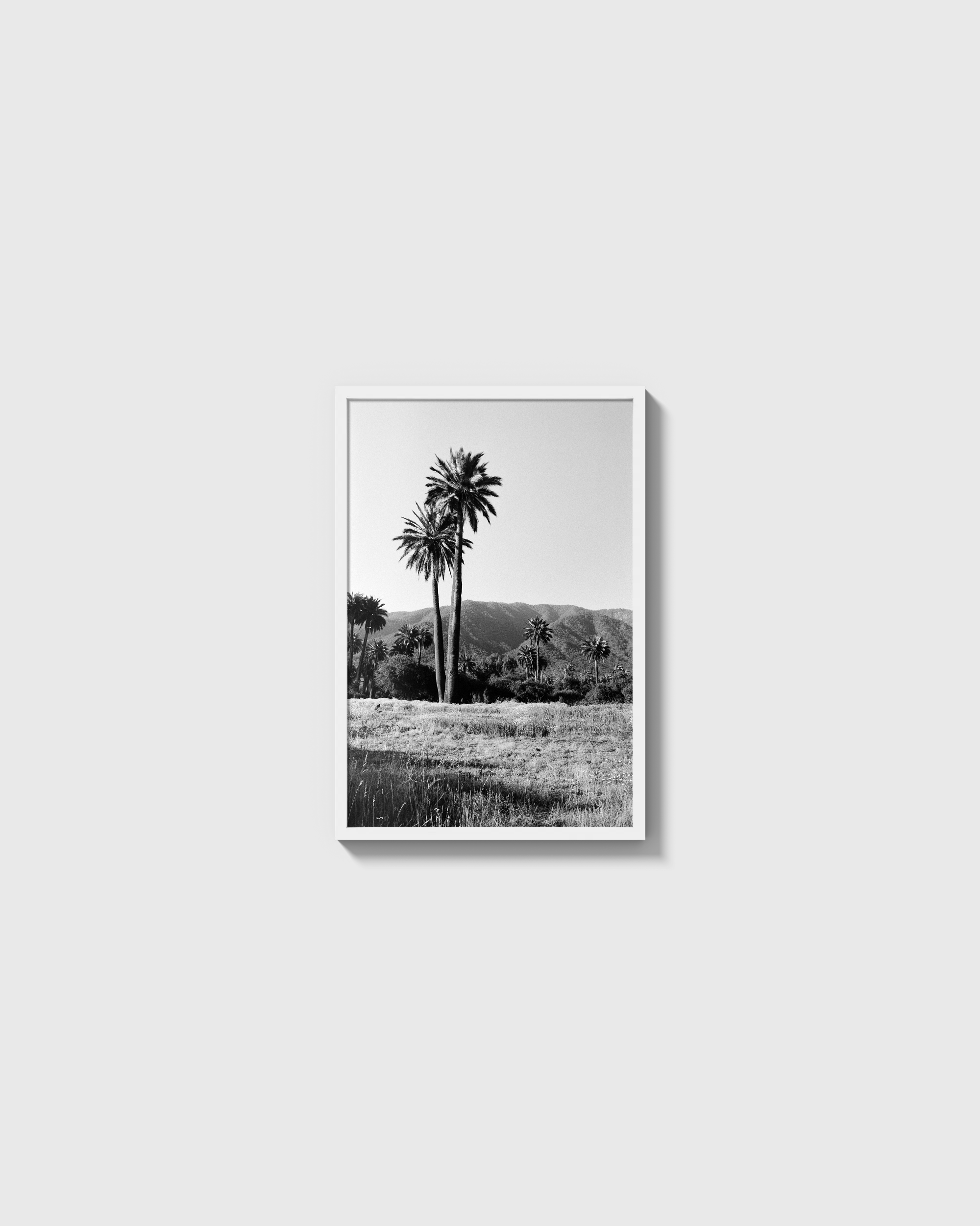 Palmas
