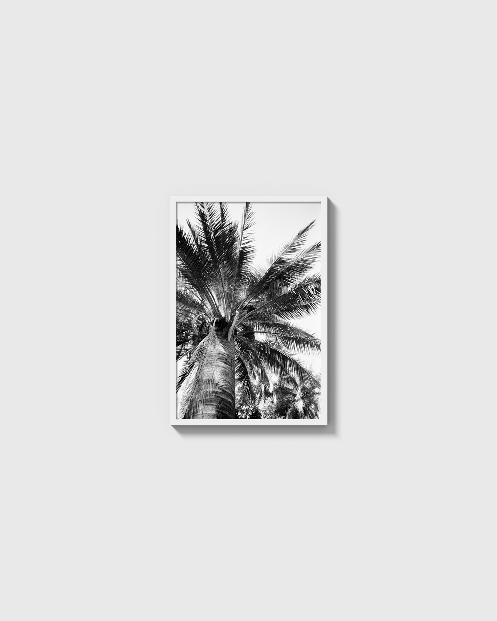 Palma Cocos