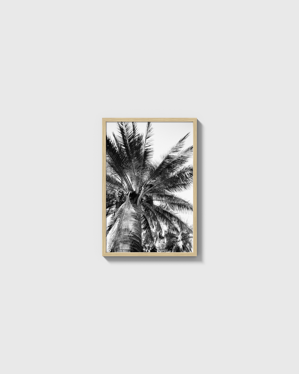 Palma Cocos