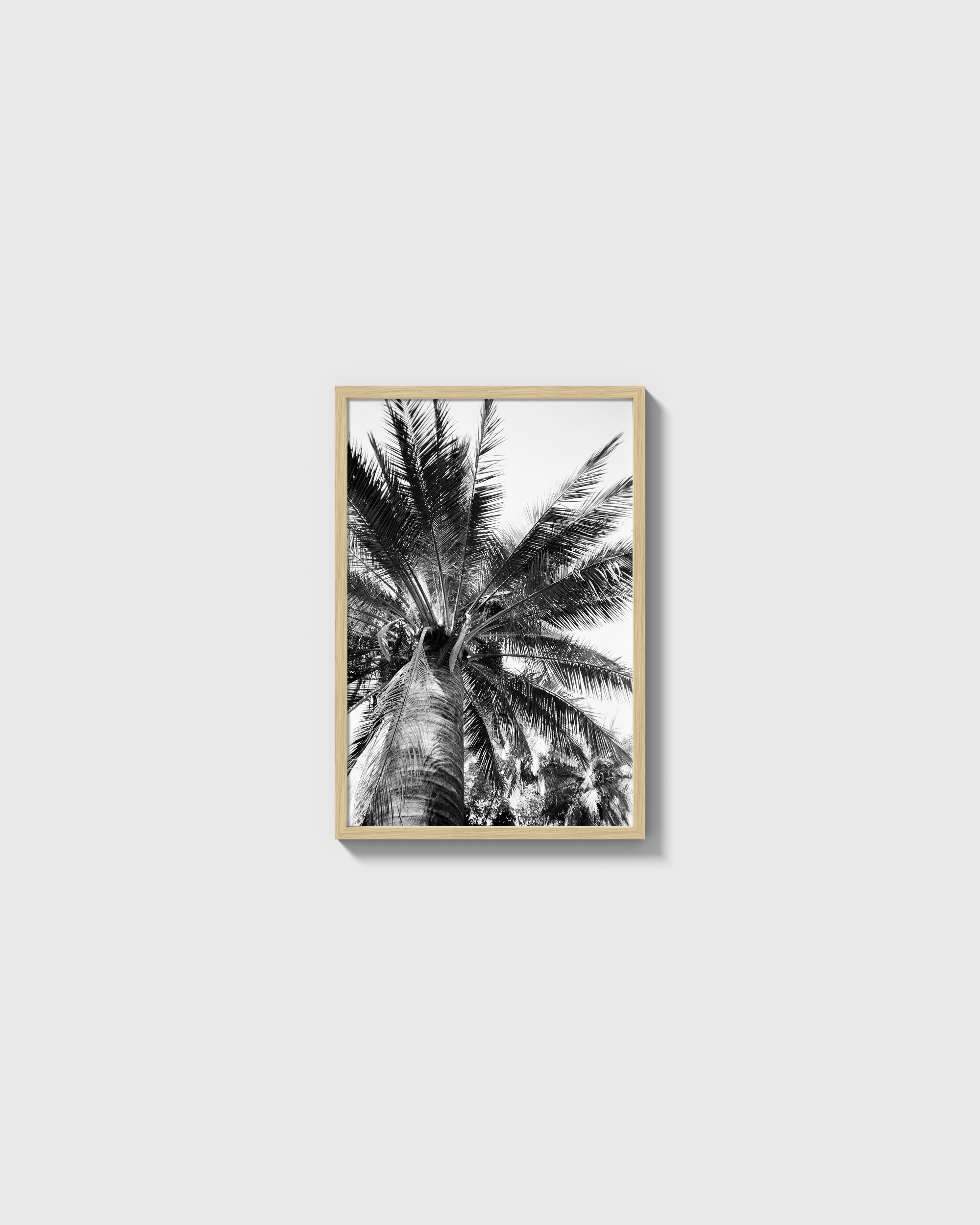 Palma Cocos