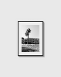 Palmas
