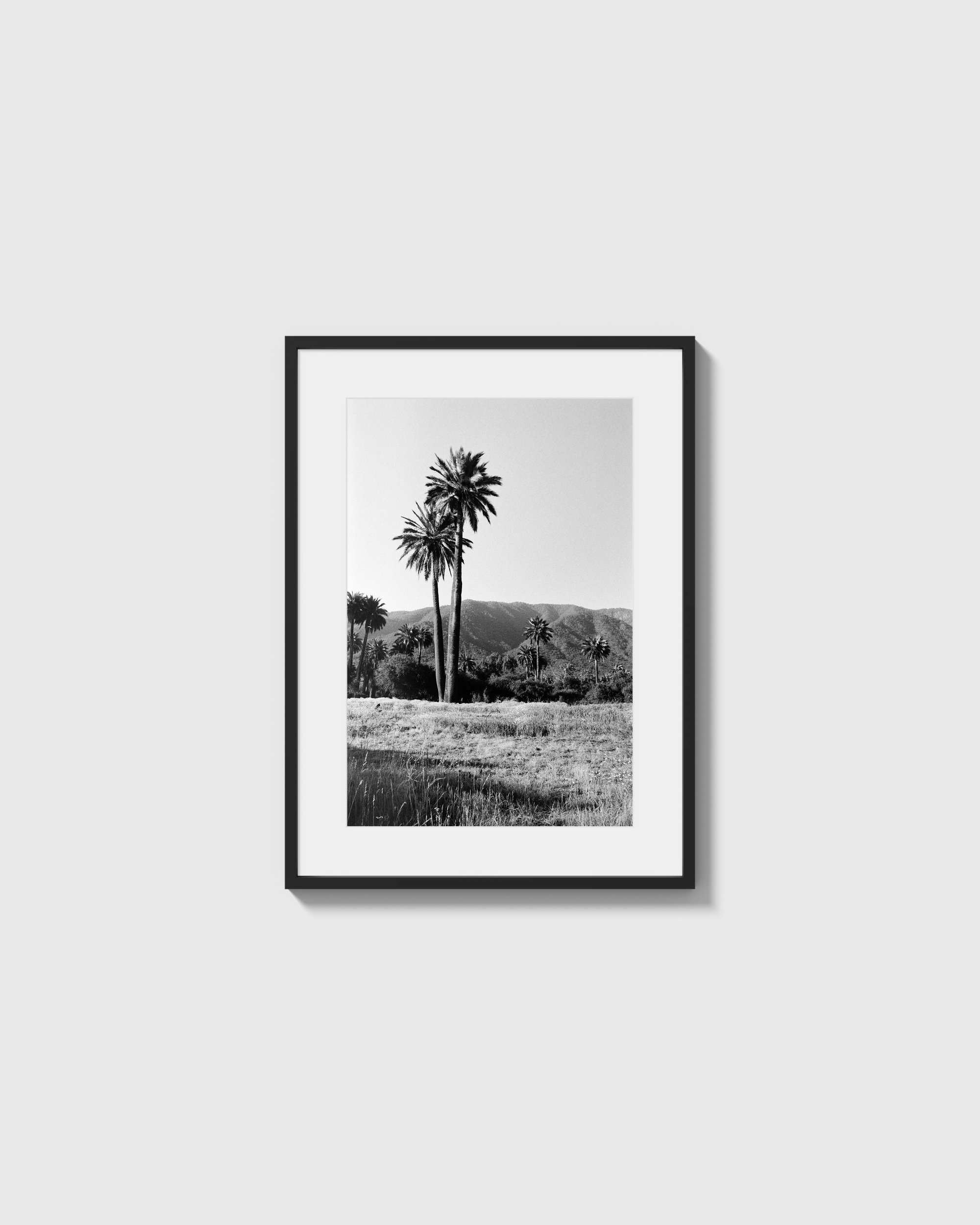 Palmas
