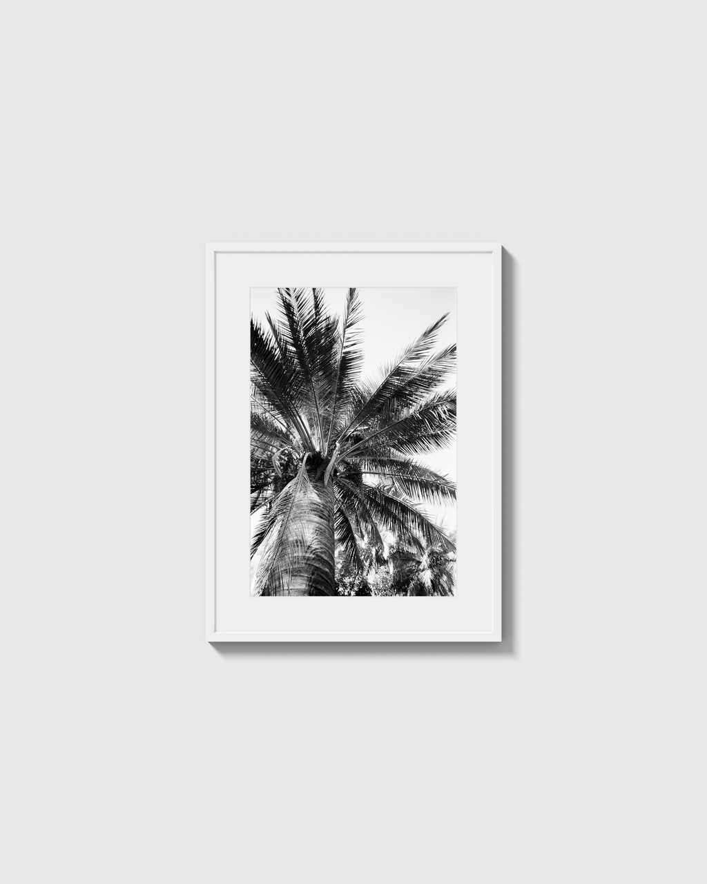 Palma Cocos