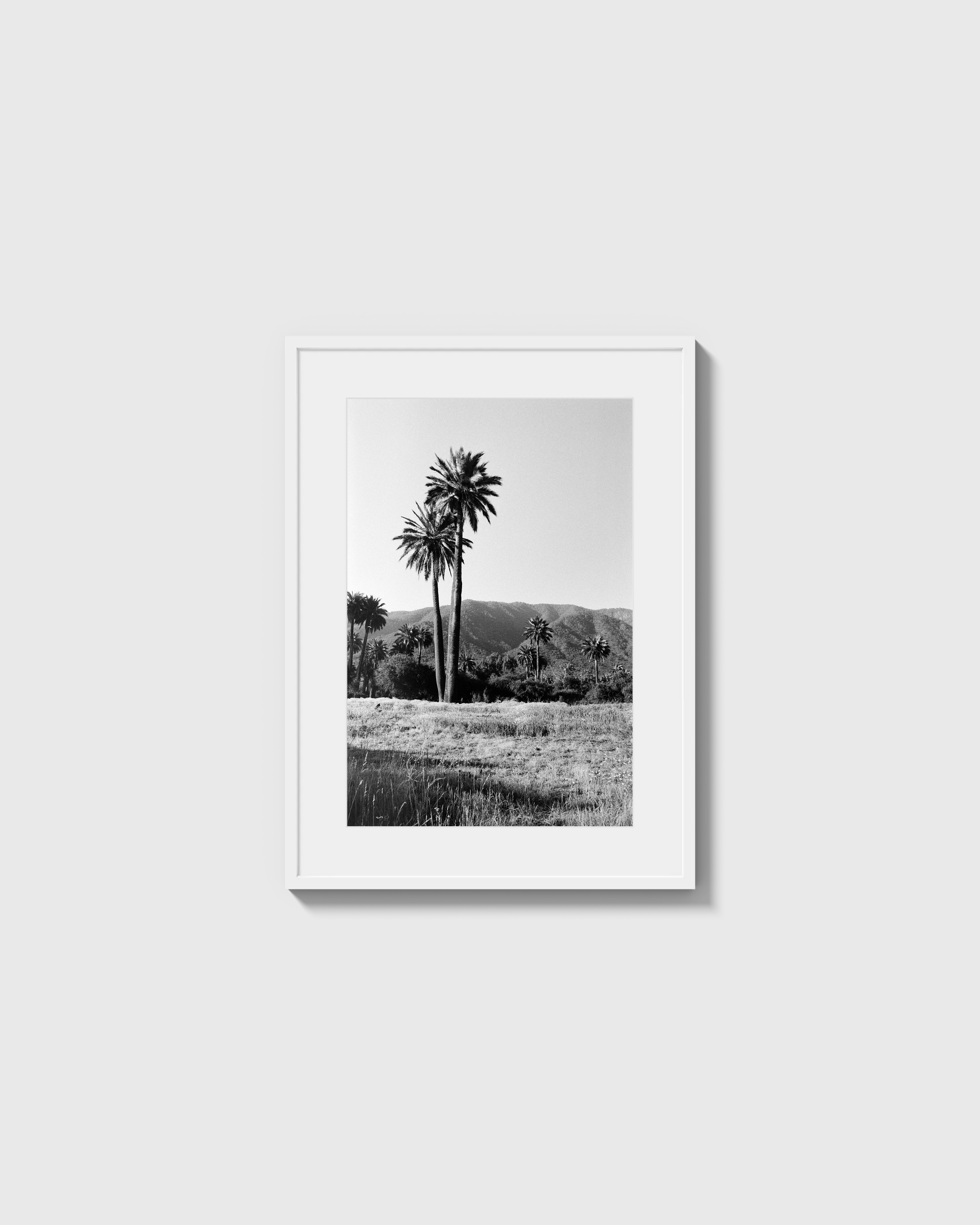 Palmas