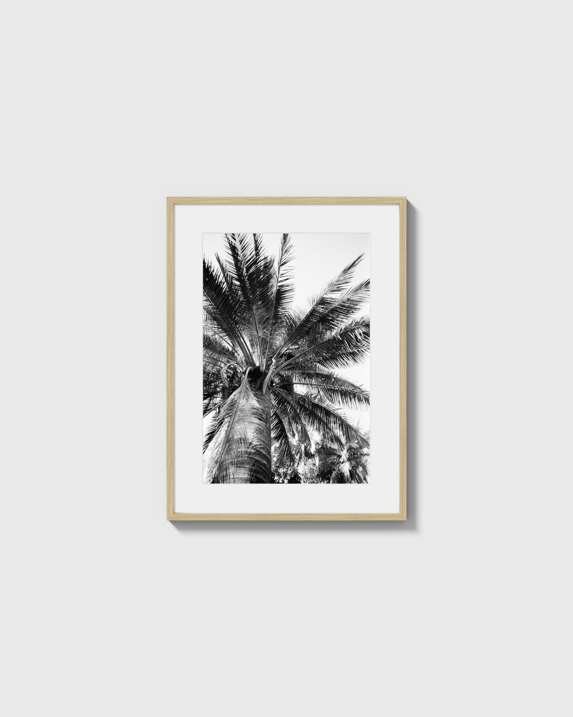 Palma Cocos