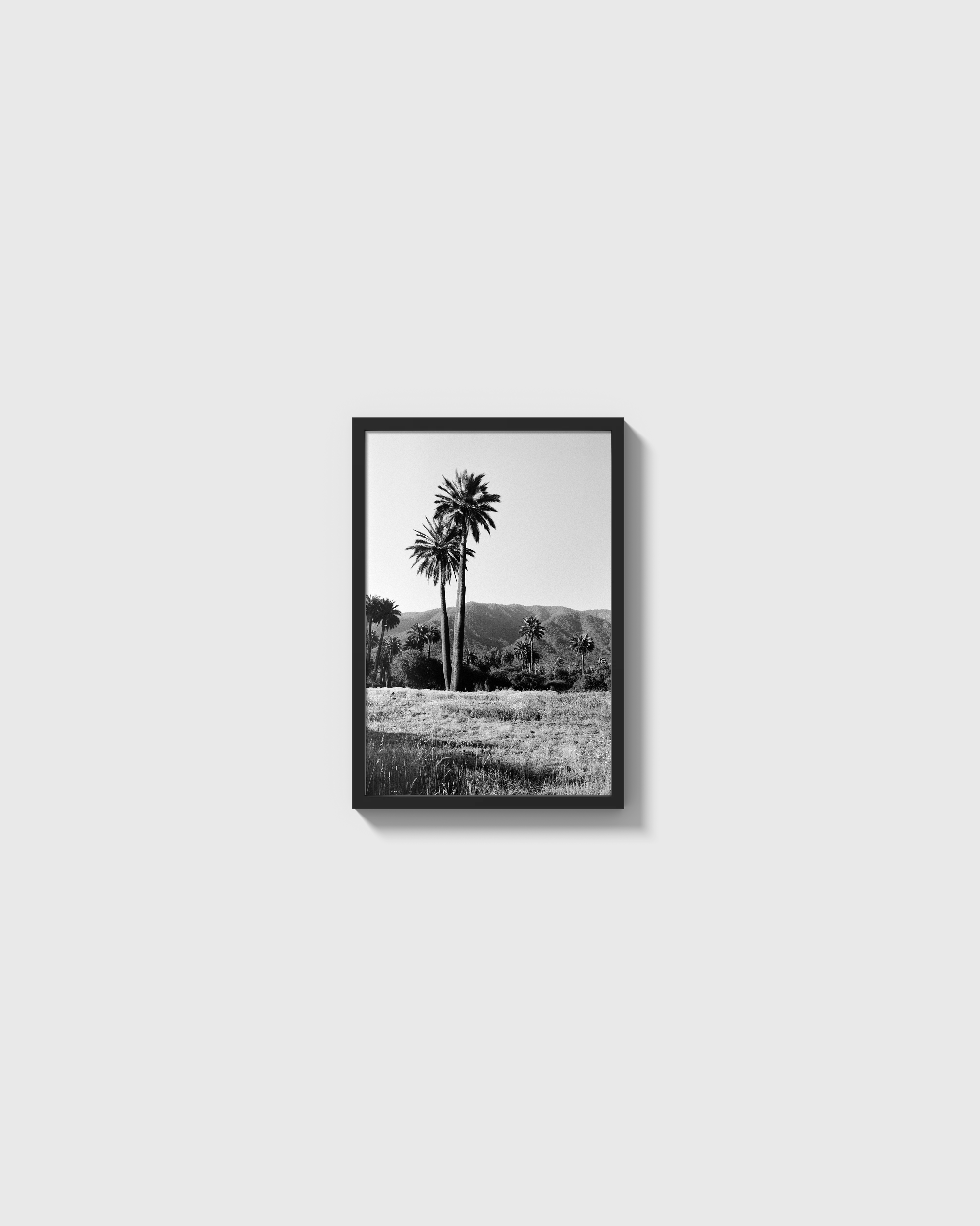 Palmas