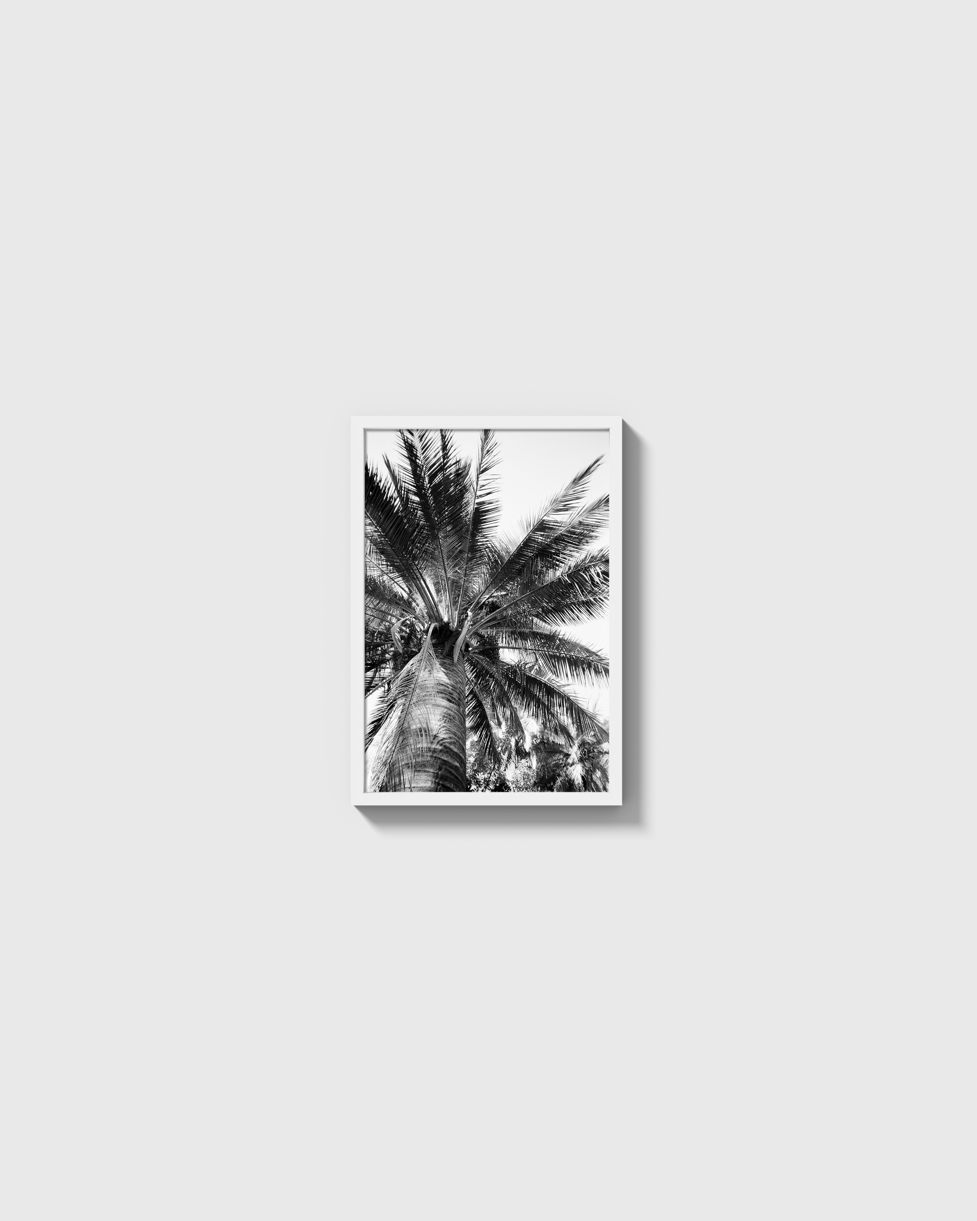 Palma Cocos