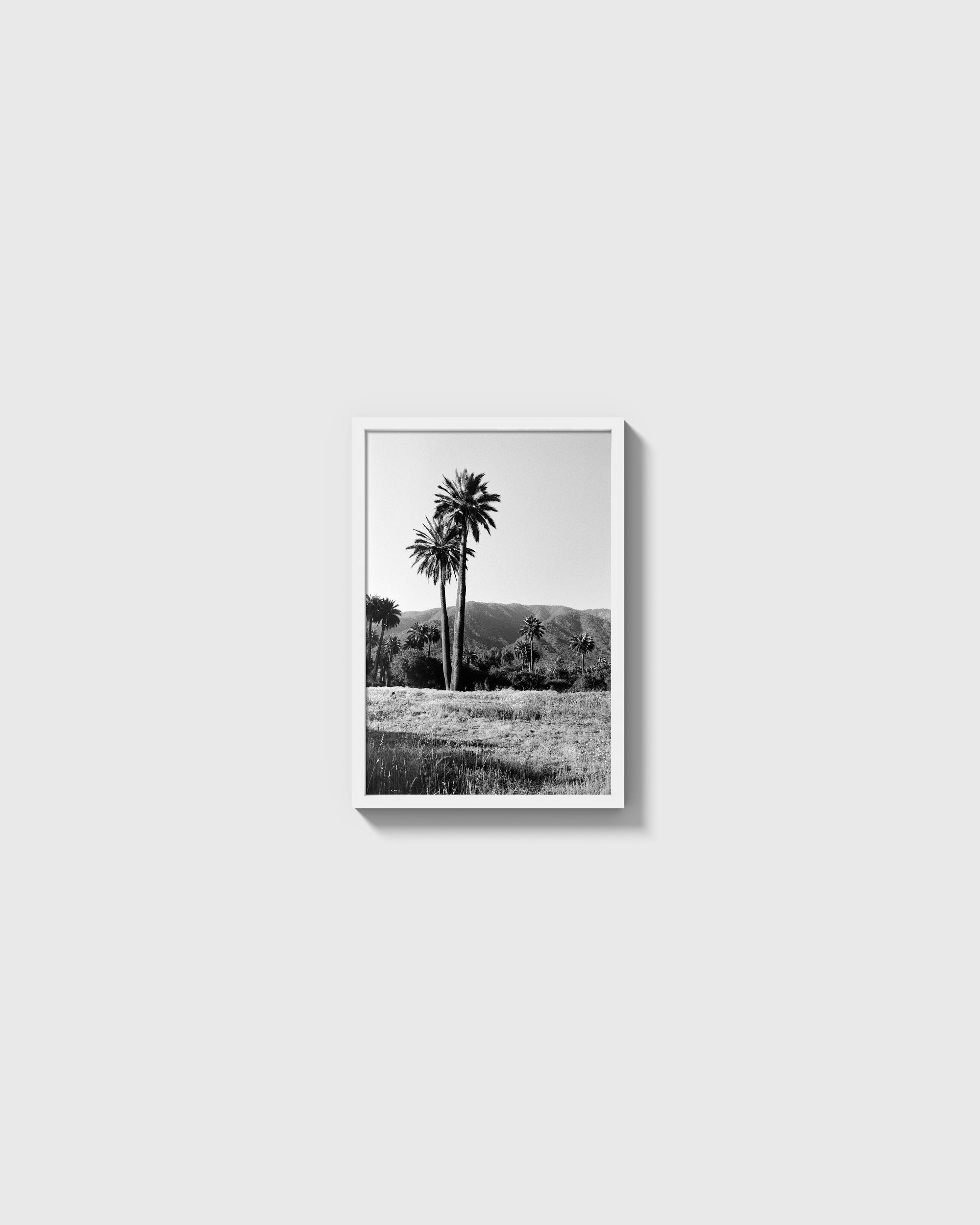 Palmas