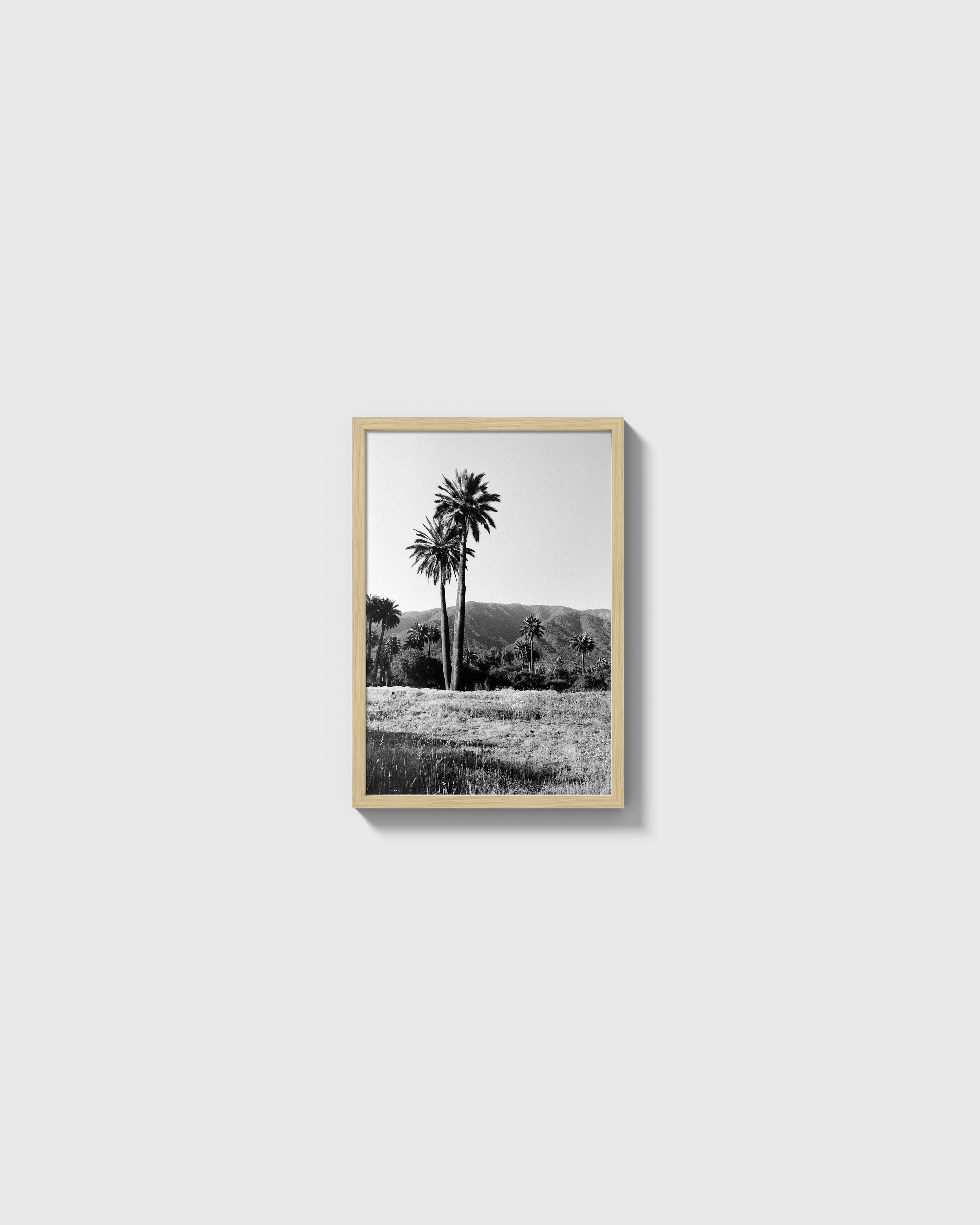 Palmas