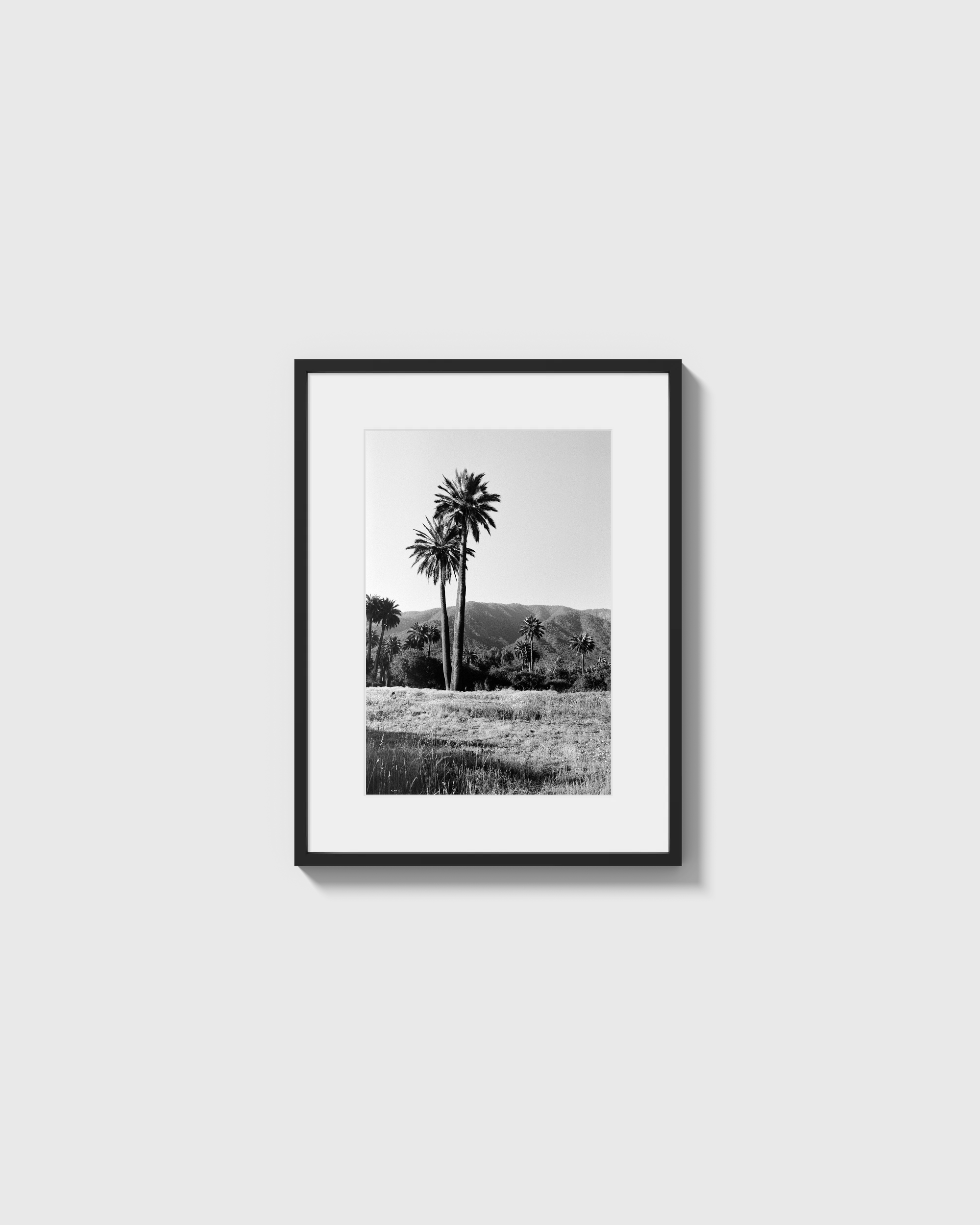Palmas