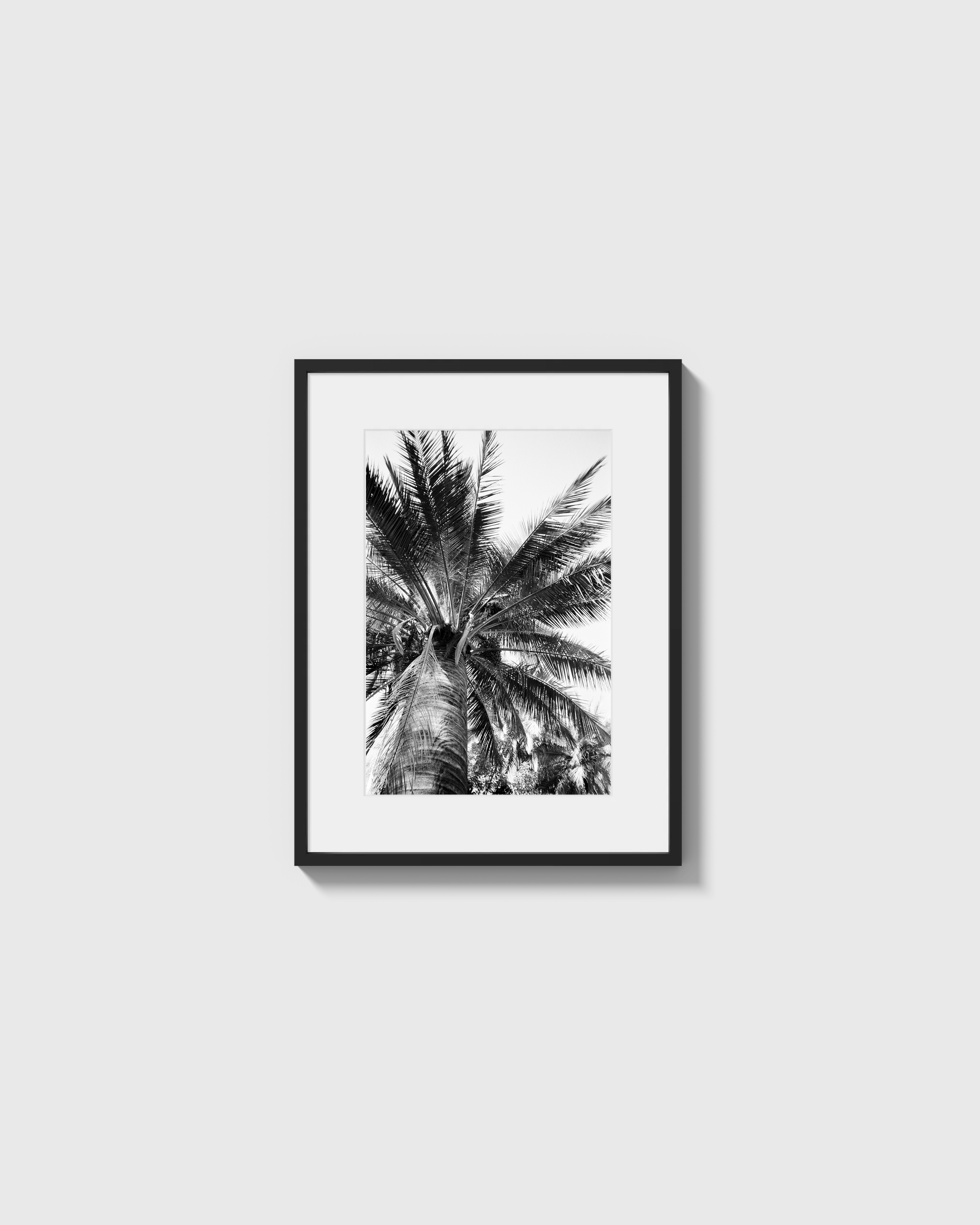 Palma Cocos