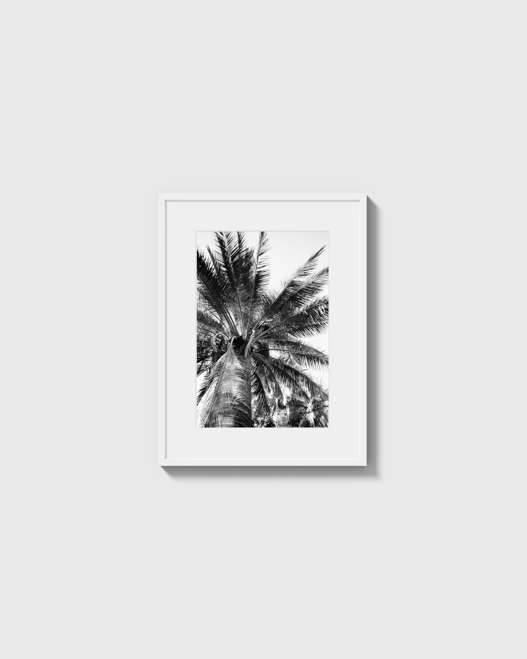 Palma Cocos