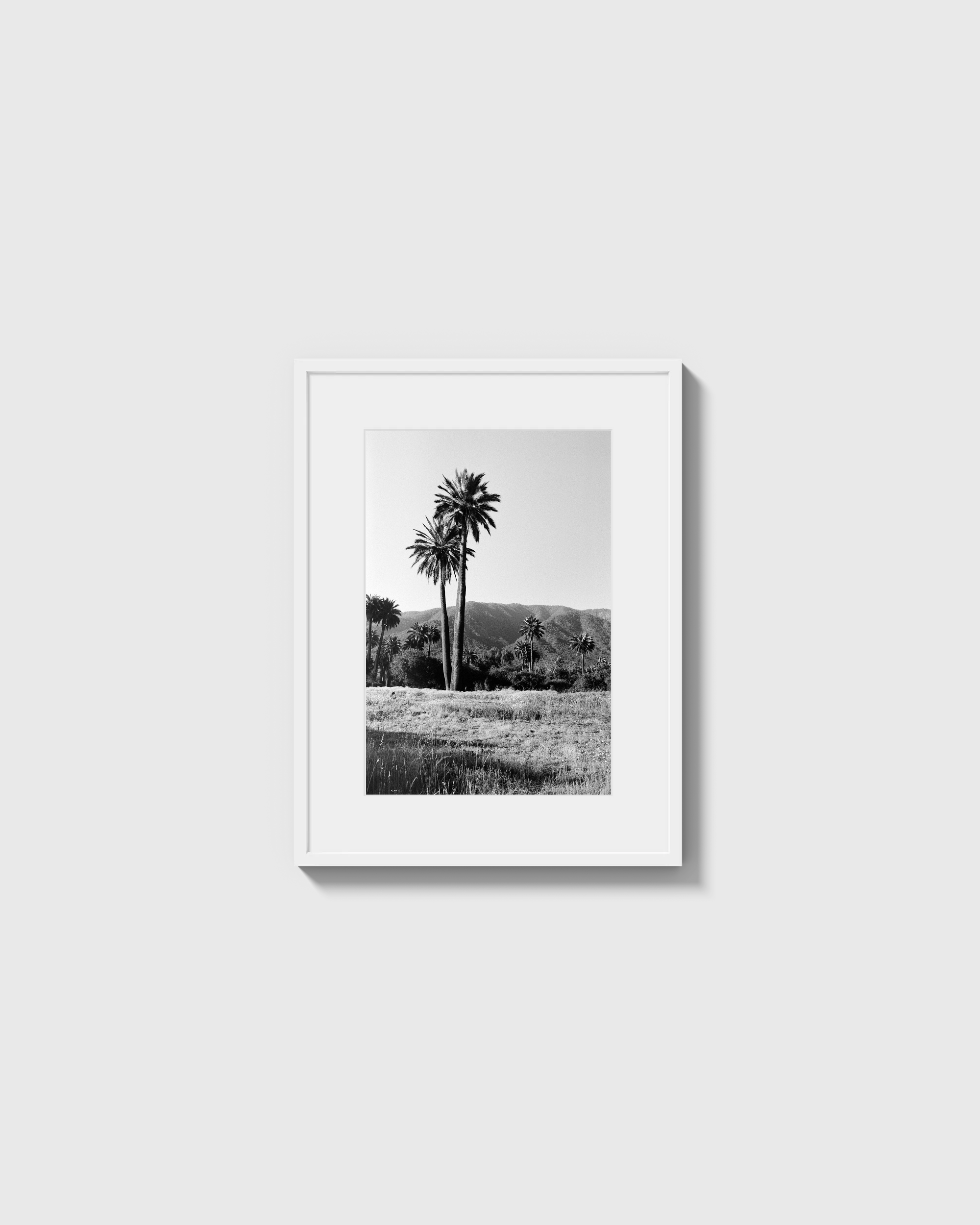 Palmas