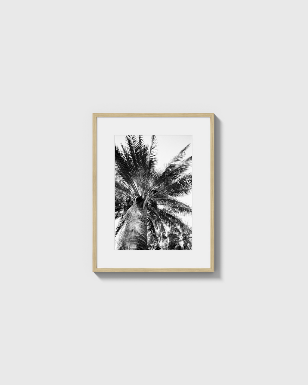 Palma Cocos