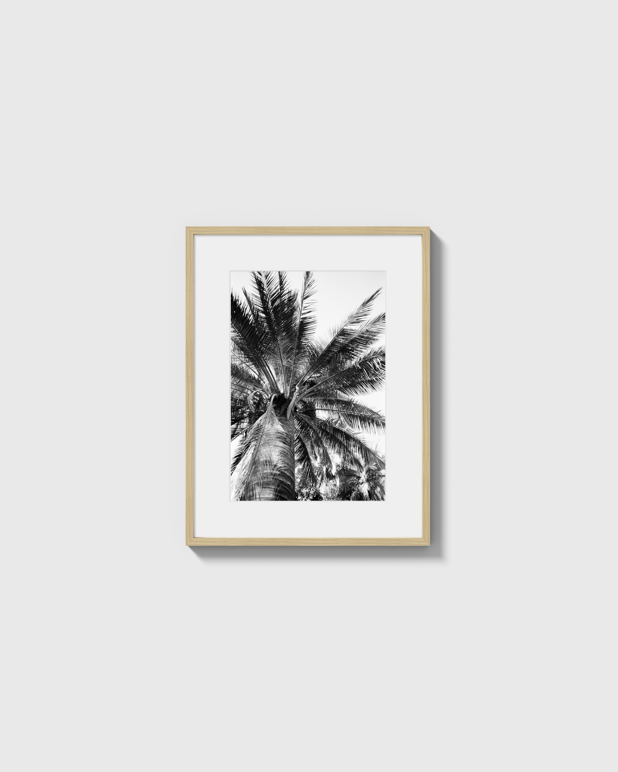 Palma Cocos