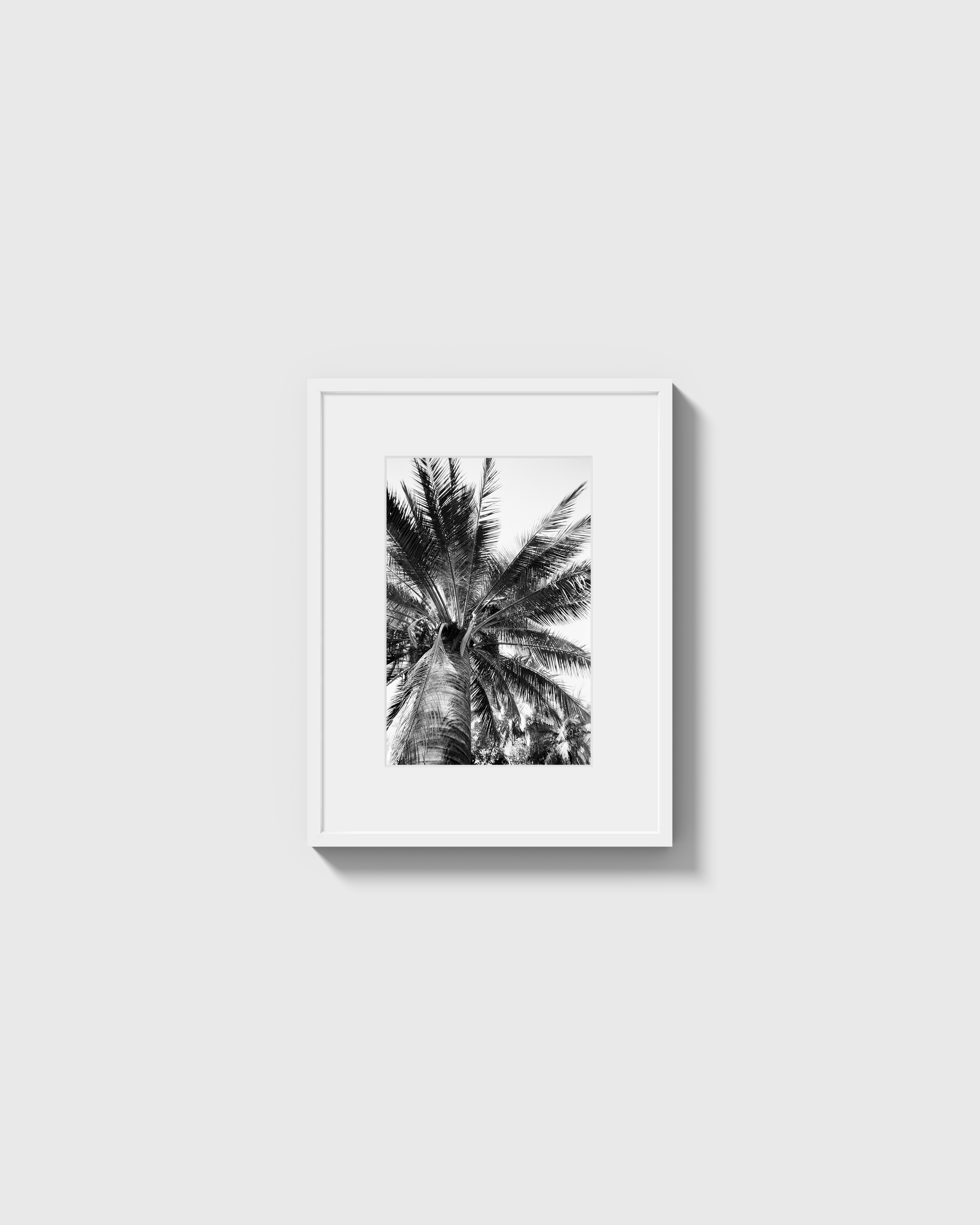 Palma Cocos
